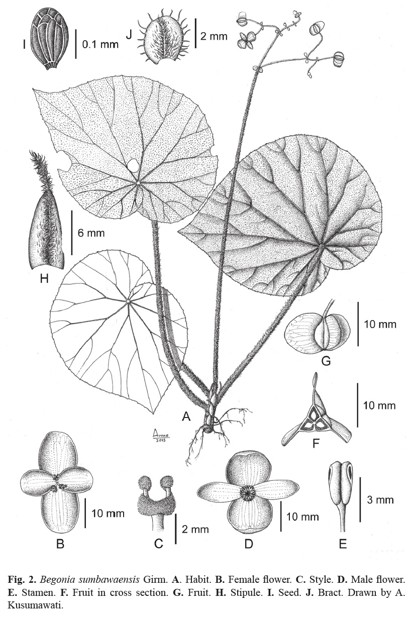 B. sumbawaensis